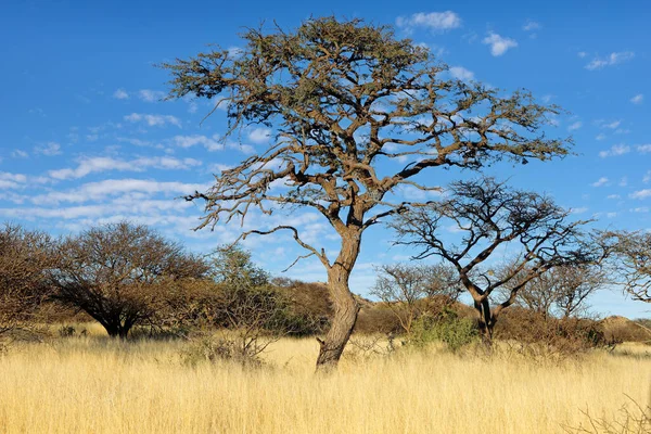 Uma Árvore Espinho Camelo Africano Vachellia Erioloba Savana Aberta África — Fotografia de Stock