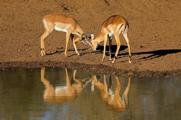 Dos Antílopes Machos Impala Aepyceros Melampus Luchando Con Reflexión Agua —  Fotos de Stock