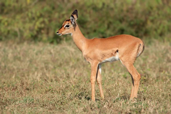 Młody Jagnięcina Impala Aepyceros Melampus Rezerwat Narodowy Masai Mara Kenia — Zdjęcie stockowe