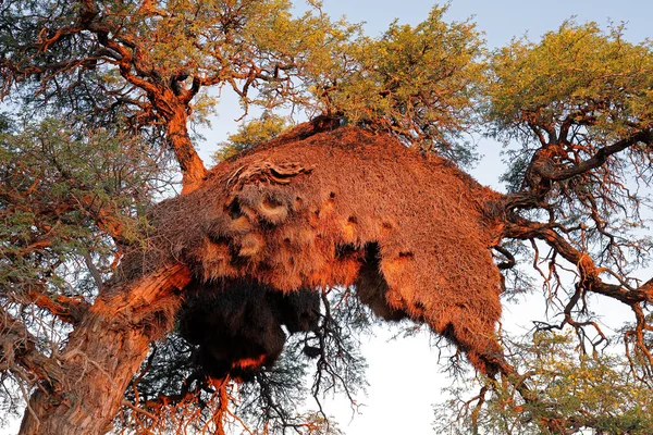 Massiccio Nido Comunale Tessitori Socievoli Philetairus Socius Albero Spine Sud — Foto Stock