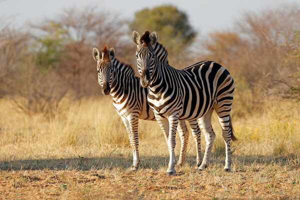 Two plains zebras (Equus burchelli) in natural habitat, South Africa