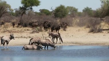 Gemsbok antilopları ve mavi antiloplar Güney Afrika 'daki bir su birikintisinde içiyorlar.