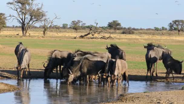 青い野生動物の群れ コノシェ タウリヌス 南アフリカのカラハリ砂漠の水飲み場で飲んでいます — ストック動画