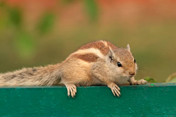 Alert Northern Palm Squirrel Funambulus Pennantii Delhi India — Stock Photo, Image