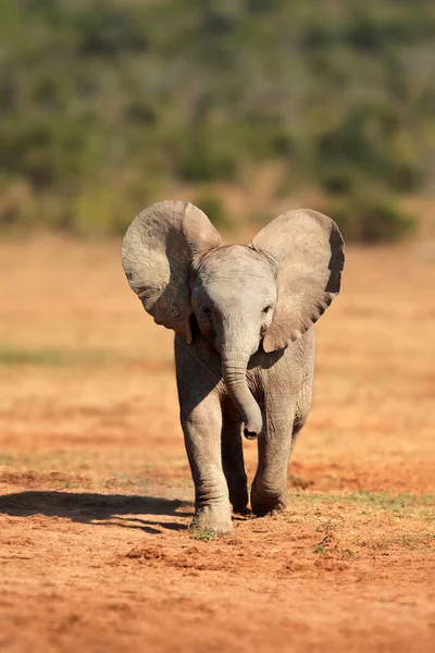 Ein Süßes Afrikanisches Elefantenbaby Loxodonta Africana Addo Elefanten Nationalpark Südafrika — Stockfoto
