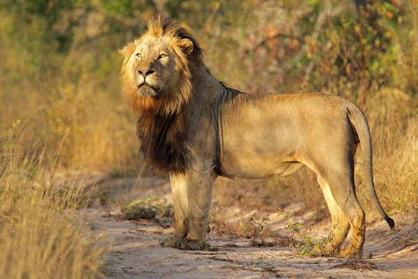 Großer Männlicher Afrikanischer Löwe Panthera Leo Natürlichem Lebensraum Südafrika — Stockfoto