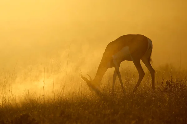 Springbok Antelop Antidorcas Marsupialis Dalam Debu Saat Matahari Terbit Gurun — Stok Foto