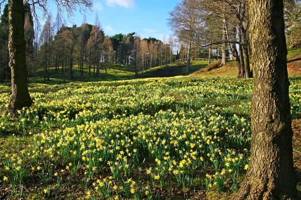 Bos Park Met Gele Narcis Bloemen Bloeien Het Voorjaar Derbyshire — Stockfoto
