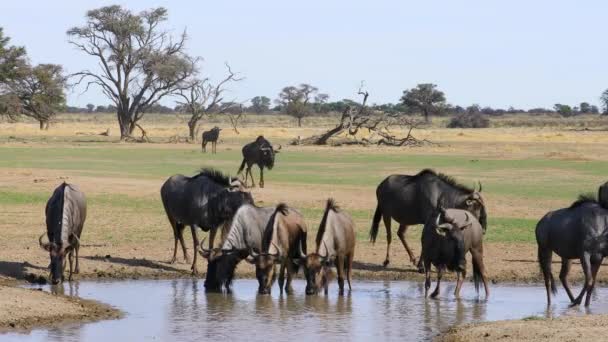 Herd Blue Wildebeest Connochaetes Taurinus Drinking Waterhole Kalahari Desert South — Vídeo de Stock