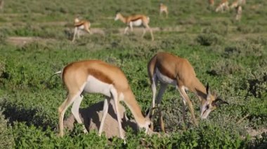 Springbok antilopları (Antidorcas marsupialis) Namibya 'daki Etosha Ulusal Parkı düzlüklerinde beslenirler.