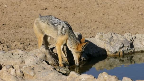 Chacal Fundo Negro Canis Mesomelas Buraco Água Deserto Kalahari África — Vídeo de Stock