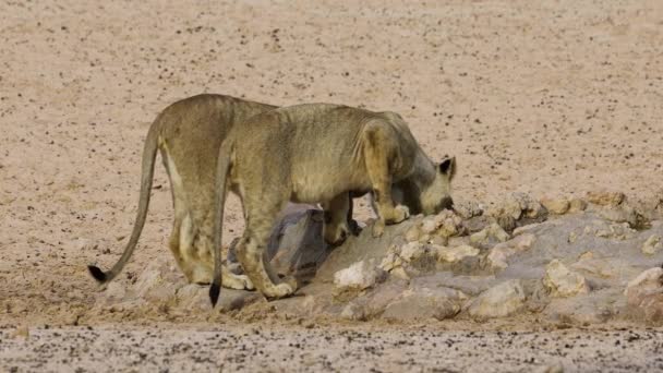 Jóvenes Leones Africanos Panthera Leo Bebiendo Abrevadero Desierto Kalahari Sudáfrica — Vídeos de Stock