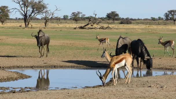 南アフリカ共和国カラハリ砂漠のウォーターホールでの春のアンテロープと青い野生の飲料 — ストック動画