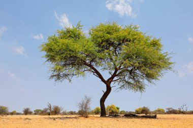 Afrika deve dikeni ağacı (Vachellia erioloba) mavi gökyüzüne karşı, Güney Afrika
