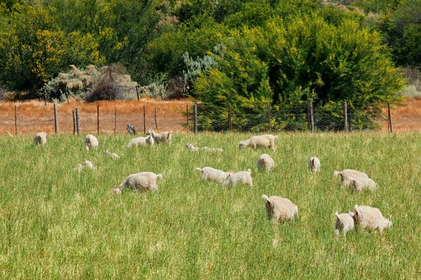 Cabras Angorá Pastando Pastagens Uma Fazenda Rural África Sul — Fotografia de Stock