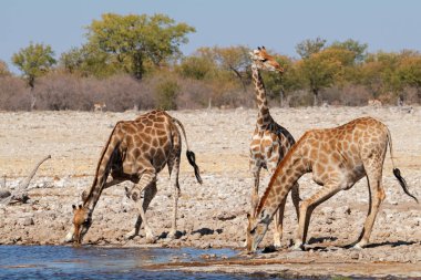 Zürafalar (Zürafalar) içme suyu, Etosha Ulusal Parkı, Namibya