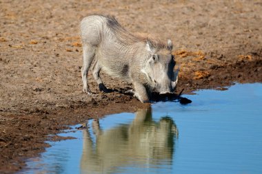 Bir yaban domuzu (Phacochoerus africanus) bir su birikintisinde içiyor, Etosha Ulusal Parkı, Namibya