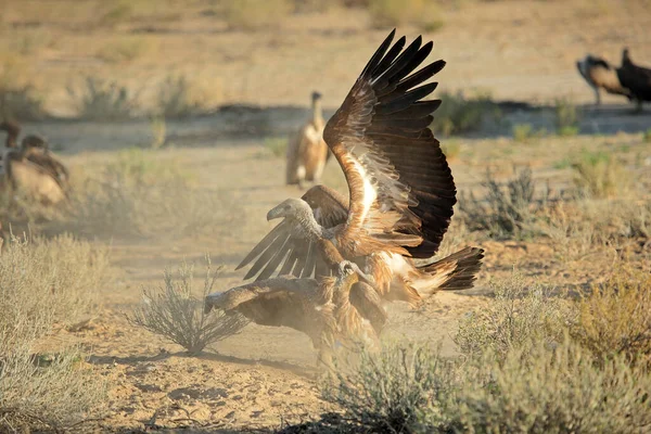 Beyaz Sırtlı Akbabalar Gyps Africanus Savaşıyor Kalahari Çölü Güney Afrika — Stok fotoğraf