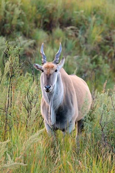 Grande Antilope Terrestre Mâle Tragelaphus Oryx Dans Habitat Naturel Afrique — Photo