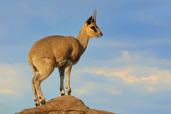 Small Klipspringer Antelope Oreotragus Oreotragus Rock Kruger National Park South — Stock Photo, Image