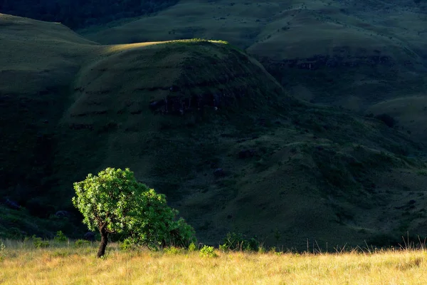 Scenic Drakensberg Landschap Met Een Boom Grasland Late Namiddag Licht — Stockfoto