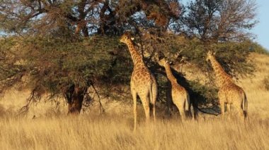 Zürafalar (zürafa zürafa) diken ağaçta, Kalahari Çölü, Güney Afrika besleme