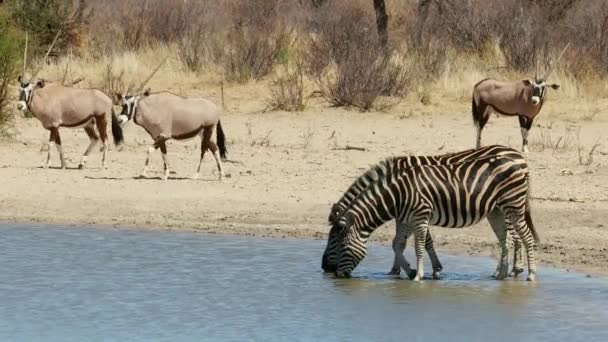 Plains Zebrák Gemsbok Antilopok Ivás Egy Víznyelőben Dél Afrika — Stock videók