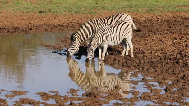 Plains Zebras Equus Burchelli Bere Una Pozza Acqua Mokala National — Video Stock
