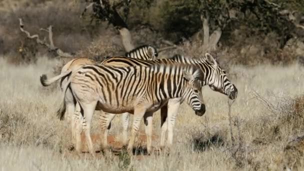 Cebras Planas Equus Burchelli Hábitat Natural Parque Nacional Mokala Sudáfrica — Vídeos de Stock