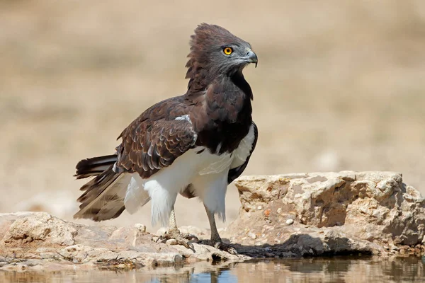 Egy Fekete Mellű Kígyó Sas Circaetus Gallicus Egy Víznyelőnél Kalahári — Stock Fotó