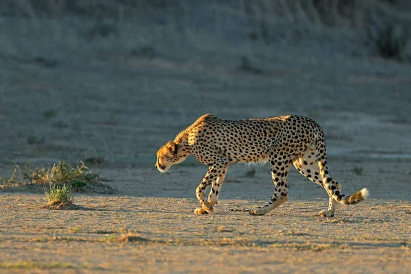 Ghepardo Acinonyx Jubatus Che Stalking Habitat Naturale Deserto Del Kalahari — Foto Stock