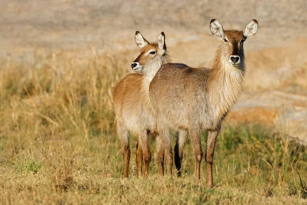 Weiblicher Wasserbock Kobus Ellipsiprymnus Natürlichem Lebensraum Kruger Nationalpark Südafrika — Stockfoto