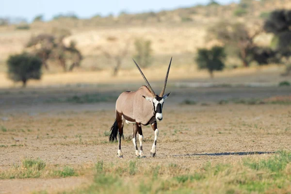 自然の生息地 カラハリ砂漠 南アフリカのゲムズボック アンテロープ Oryx Gazella — ストック写真