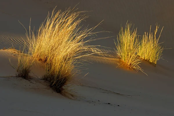 傍晚时分 沙地上的沙地上的草 — 图库照片