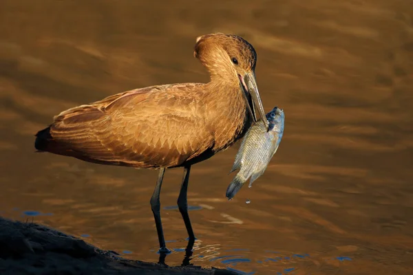 Oiseau Hamerkop Scopus Umbretta Attrape Poisson Parc National Kruger Afrique — Photo