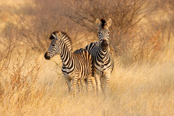 Duas Zebras Planícies Equus Burchelli Habitat Natural África Sul — Fotografia de Stock