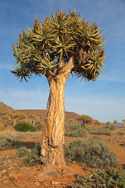 Titrek Ağaç Aloe Dichotoma Kuzey Burnu Güney Afrika — Stok fotoğraf