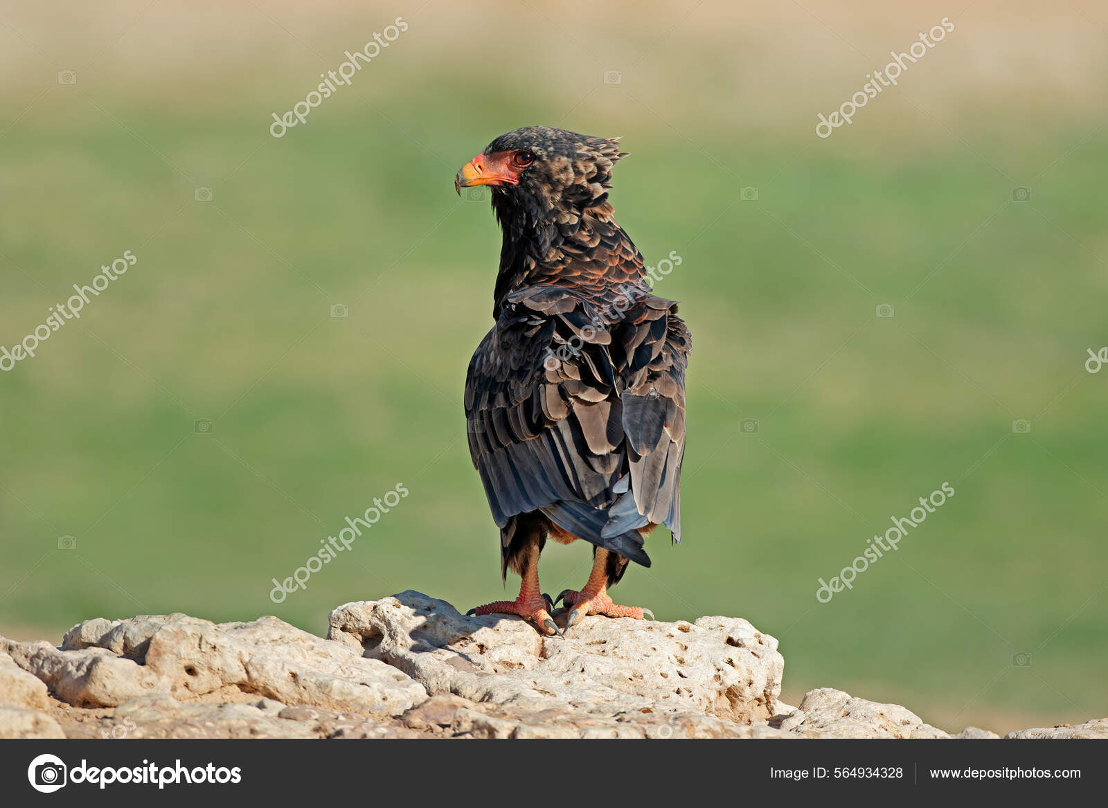 位于南非卡拉哈里沙漠岩石上的巴特鲁尔鹰Terathopius Ecaudatus ——图库图片© EcoPic #564934328