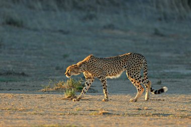 Bir çita (Acinonyx jubatus) doğal yaşam alanı, Kalahari Çölü, Güney Afrika