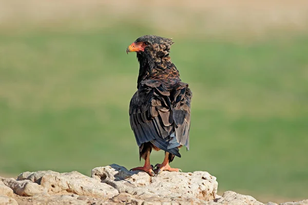 位于南非卡拉哈里沙漠岩石上的巴特鲁尔鹰 Terathopius Ecaudatus — 图库照片