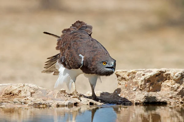 Águila Serpiente Pecho Negro Circaetus Gallicus Agua Potable Desierto Kalahari — Foto de Stock