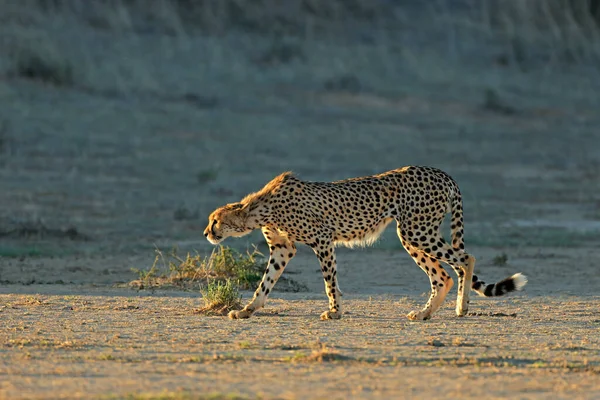 Gepard Acinonyx Jubatus Prześladujący Środowisko Naturalne Pustynia Kalahari Republika Południowej — Zdjęcie stockowe