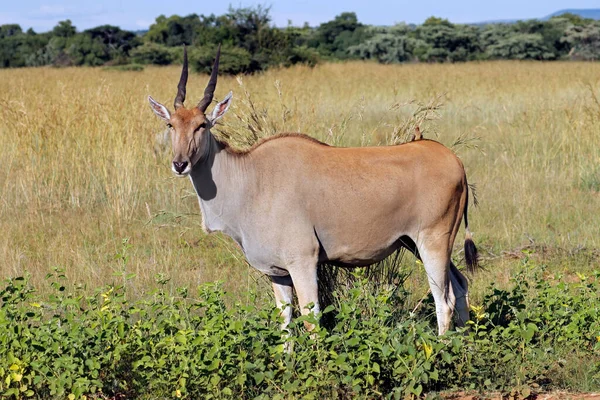 Antílope Eland Tragelaphus Oryx Habitat Natural África Sul — Fotografia de Stock