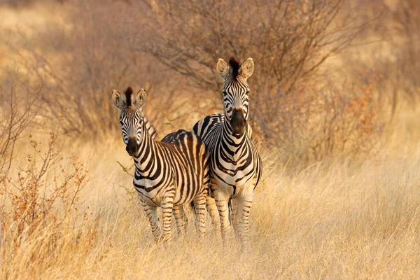 Twee Plains Zebra Equus Burchelli Natuurlijke Habitat Zuid Afrika — Stockfoto