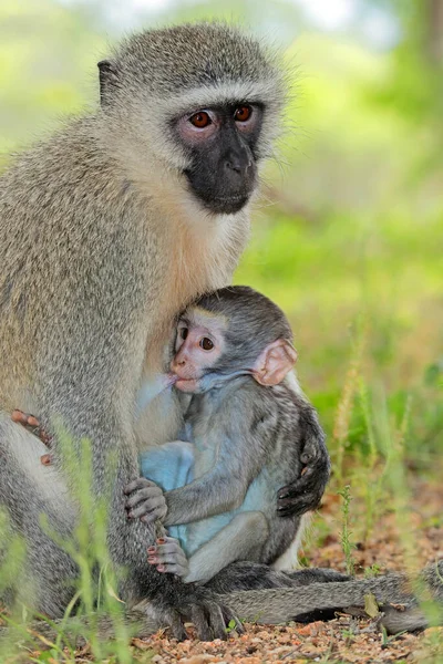 Πίθηκος Του Vervet Cercopithecus Aethiops Θηλάζον Μωρό Εθνικό Πάρκο Kruger — Φωτογραφία Αρχείου