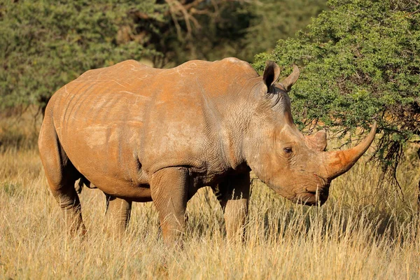 Ohrožený Bílý Nosorožec Ceratotherium Simum Přírodním Prostředí Jižní Afrika — Stock fotografie