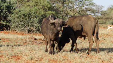 Afrika bufaloları (Syncerus caffer) doğal habitat, Mokala Ulusal Parkı, Güney Afrika