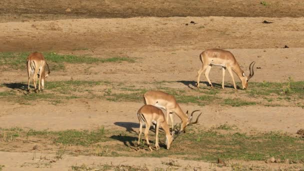 Antilopi Maschio Impala Aepyceros Melampus Pascolo Kruger National Park Sud — Video Stock