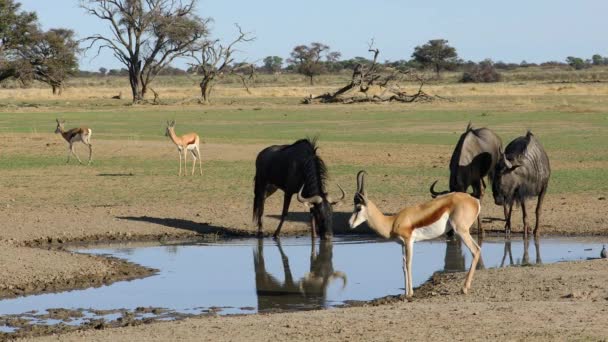 Αντιλόπες Springbok Και Μπλε Γκνου Πίνοντας Μια Νερόλακκο Στην Έρημο — Αρχείο Βίντεο