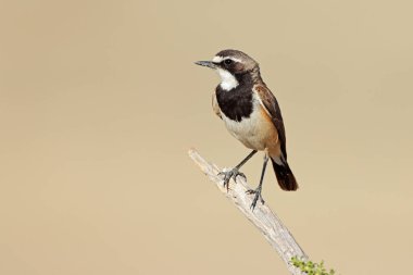Güney Afrika 'da bir dalın üzerine tünemiş bir buğday sakalı (Oenanthe pileata)